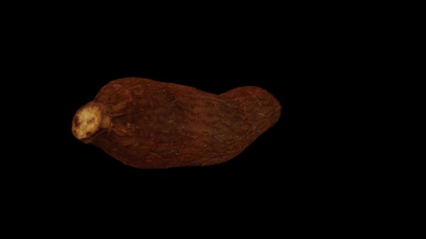 Realistic Render Spinning Cassava Yuca Tuber Black Background Video Seamlessly — Stock Video