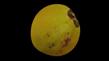 Siyah arka planda dönen genç yeşil hindistan cevizinin gerçekçi canlandırması. Video kusursuz bir şekilde döngüye giriyor ve üç boyutlu nesne gerçek bir hindistan cevizinden taranıyor..