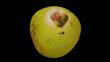 Şeffaf arkaplanda (alfa kanalı ile) yuvarlanan genç yeşil hindistan cevizi gerçekçi yorumlaması. Video kusursuz bir şekilde döngüye giriyor ve üç boyutlu nesne gerçek bir hindistan cevizinden taranıyor..