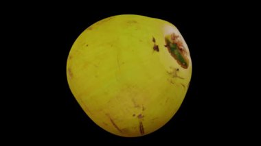 Siyah arka planda dönen genç yeşil hindistan cevizinin gerçekçi canlandırması. Video kusursuz bir şekilde döngüye giriyor ve üç boyutlu nesne gerçek bir hindistan cevizinden taranıyor..