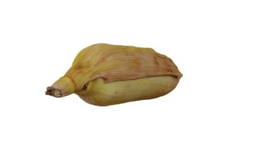 Beyaz arka planda kabuklu mısır koçanı üzerinde dönen Soyulmamış Mısır 'ın (mısır) gerçekçi bir canlandırması. Video kusursuz bir şekilde döngüye giriyor ve 3 boyutlu nesne gerçek bir mısırdan taranıyor..