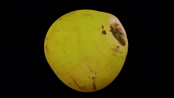 Realistische Darstellung Einer Rotierenden Young Green Coconut Auf Transparentem Hintergrund — Stockvideo