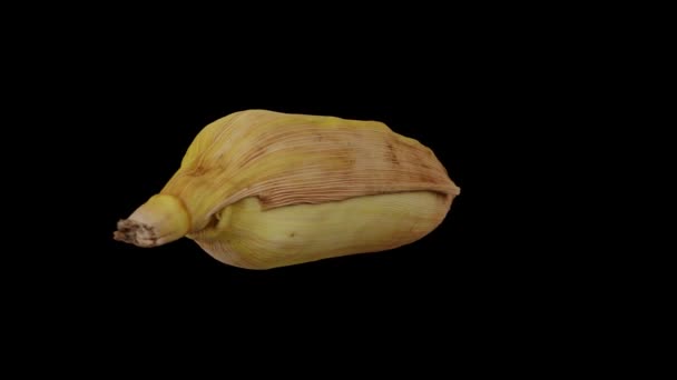 Realistisk Återgivning Snurrande Unpeeled Corn Majs Kolven Skalet Svart Bakgrund — Stockvideo