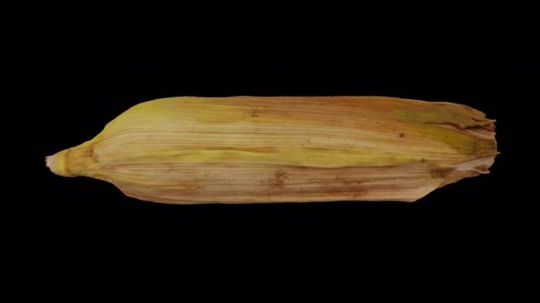 在Husk的Cob上真实地渲染一个滚动的未剥皮玉米 的透明背景 带有Alpha通道 视频是无缝循环的 3D对象被扫描从一个真正的玉米 — 图库视频影像