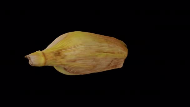 Realistické Vykreslení Rotující Neoloupané Kukuřice Kukuřice Labužnickém Pozadí Alfa Kanálem — Stock video