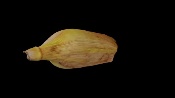 Realistic Render Rotating Unpeeled Corn Maize Cob Husk Black Background — Stock Video