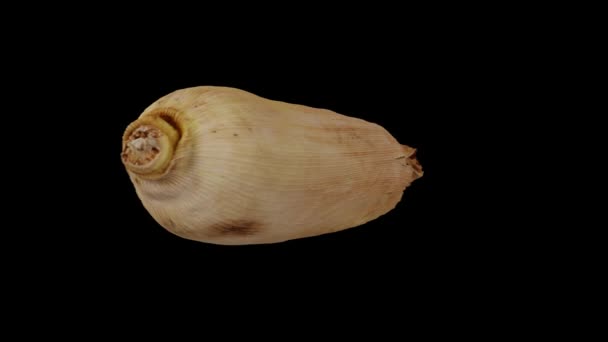 Realistinen Renderöinti Pyörivästä Kuorimattomasta Maissista Maissi Mustalla Pohjalla Olevalla Tähkällä — kuvapankkivideo