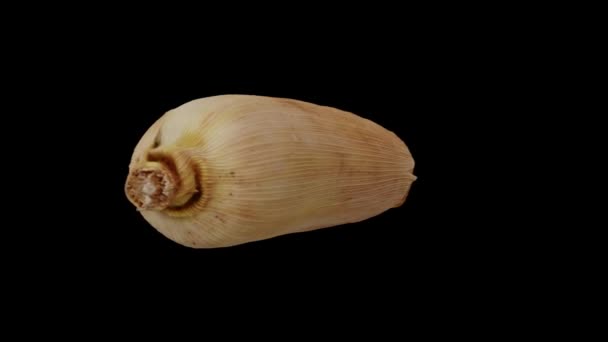 Realistische Weergave Van Een Roterende Ongeschilde Maïs Maïs Cob Husk — Stockvideo