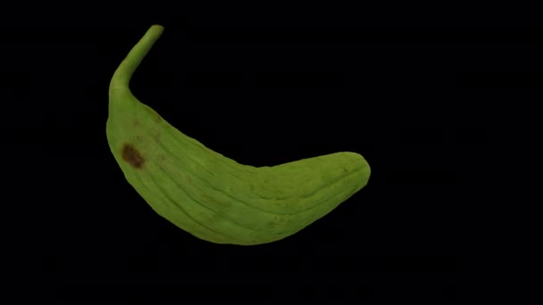 真实渲染一个旋转的亚美尼亚年轻黄瓜 未成熟 在透明的背景 带有阿尔法通道 视频是无缝循环的 3D对象是由一个真正的黄瓜扫描的 — 图库视频影像