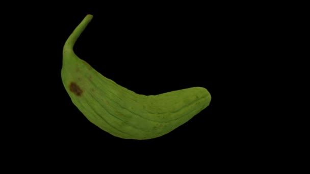 Realistic Render Spinning Young Armenian Cucumber Green Unripe Black Background — Stock Video