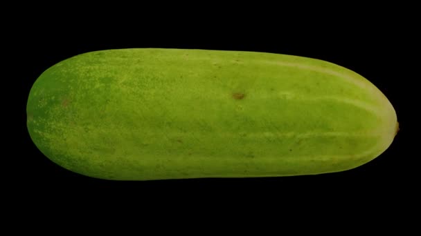 Realistisk Återgivning Rullande Emerald White Cucumber Svart Bakgrund Videon Slingrar — Stockvideo