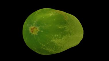 Siyah arka planda dönen Emerald White Salatalığı 'nın gerçekçi bir tasviri. Video kusursuz bir şekilde döngüye giriyor ve 3 boyutlu nesne gerçek bir salatalıktan taranıyor..