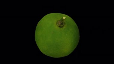 Şeffaf arka planda (alfa kanallı) yuvarlanan bir Dalandan Orange 'ın gerçekçi canlandırması. Video pürüzsüz bir şekilde döngüye giriyor ve 3 boyutlu nesne gerçek bir dalandan turuncudan taranıyor..