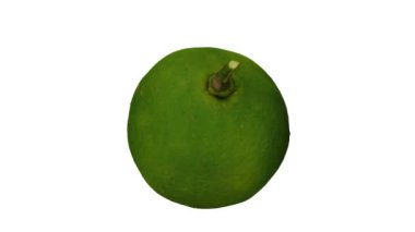 Beyaz arka planda yuvarlanan bir Dalandan Orange 'ın gerçekçi canlandırması. Video pürüzsüz bir şekilde döngüye giriyor ve 3 boyutlu nesne gerçek bir dalandan turuncudan taranıyor..