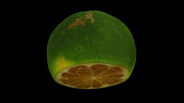 Siyah arka planda Dalandan Orange 'ın yuvarlak kesiminin gerçekçi bir canlandırması. Video pürüzsüz bir şekilde döngüye giriyor ve 3 boyutlu nesne gerçek bir dalandan turuncudan taranıyor..