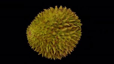 Şeffaf arka planda (alfa kanalı ile) dönen bir Durian meyvesinin gerçekçi canlandırması. Video pürüzsüz bir şekilde döngüye giriyor ve üç boyutlu nesne gerçek bir Durian 'dan taranıyor..