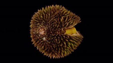 Dönen bir olgun gerçekçi canlandırma, şeffaf arka planda (alfa kanalı ile) açık Durian meyvesi. Video pürüzsüz bir şekilde döngüye giriyor ve üç boyutlu nesne gerçek bir Durian 'dan taranıyor..