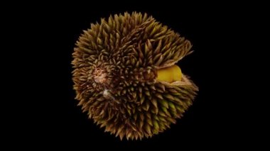 Dönen olgun gerçekçi bir canlandırma, beyaz arka planda Durian meyvesini ikiye böldü. Video pürüzsüz bir şekilde döngüye giriyor ve üç boyutlu nesne gerçek bir Durian 'dan taranıyor..