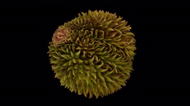 Rendement Réaliste Fruit Durian Filant Sur Fond Transparent Avec Canal — Video