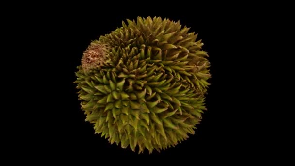 Realistische Darstellung Einer Sich Drehenden Durischen Frucht Auf Schwarzem Hintergrund — Stockvideo