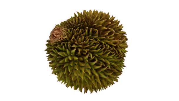 Rendement Réaliste Fruit Durian Filant Sur Fond Blanc Vidéo Est — Video