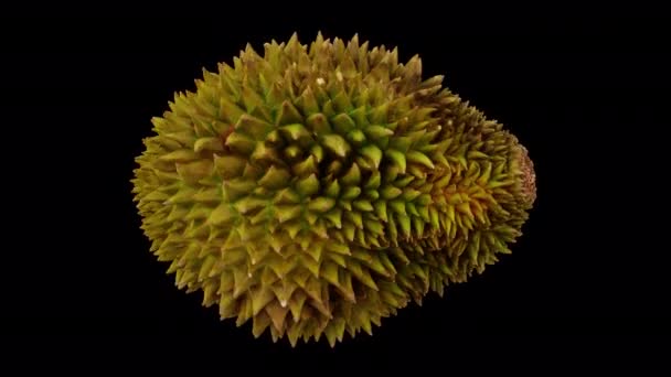 Şeffaf Arkaplanda Alfa Kanalı Ile Yuvarlanan Bir Durian Meyvesinin Gerçekçi — Stok video