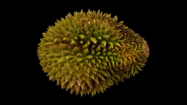 Rendement Réaliste Fruit Durian Roulant Sur Fond Noir Vidéo Est — Video