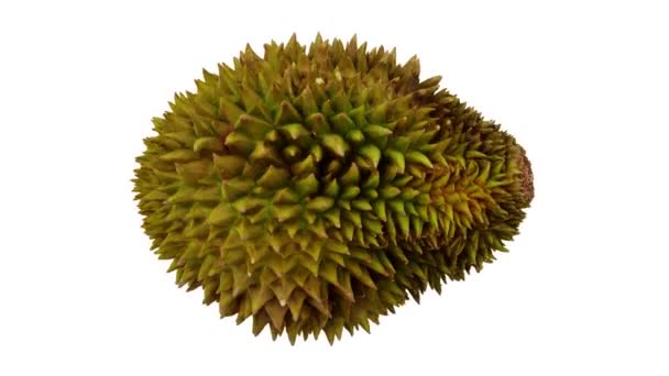 Tampilan Realistis Dari Buah Durian Bergulir Latar Belakang Putih Video — Stok Video