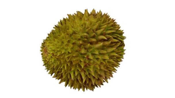 Rendu Réaliste Fruit Durian Rotatif Sur Fond Blanc Vidéo Est — Video