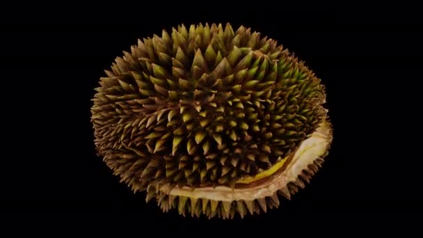 Render Realistis Dari Rolling Ripe Membagi Buah Durian Terbuka Pada — Stok Video