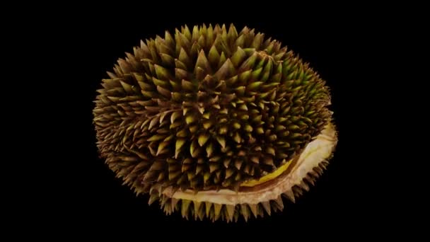 Realistic Render Rolling Ripe Split Open Durian Fruit Black Background — Stock Video