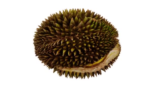 Realistické Vykreslení Zralého Rozříznutého Durianského Ovoce Bílém Pozadí Video Hladce — Stock video
