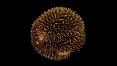 Dönen olgun gerçekçi bir canlandırma, siyah arka planda Durian meyvesini ikiye böldü. Video pürüzsüz bir şekilde döngüye giriyor ve üç boyutlu nesne gerçek bir Durian 'dan taranıyor..