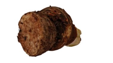 Beyaz arka planda dönen bir Taro (Gabi) kökünün gerçekçi canlandırması. Video sorunsuz bir şekilde döngüye giriyor ve üç boyutlu nesne gerçek bir kökten taranıyor (korm).