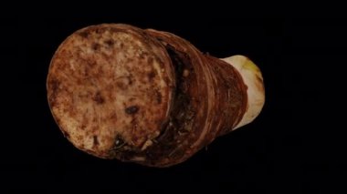 Şeffaf arkaplan üzerinde dönen bir Taro (Gabi) kökünün gerçekçi canlandırması (alfa kanalı ile). Video sorunsuz bir şekilde döngüye giriyor ve üç boyutlu nesne gerçek bir kökten taranıyor (korm).