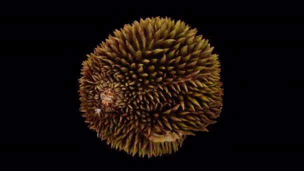Rendement Réaliste Fruit Durian Mûr Ouvert Rotation Sur Fond Transparent — Video