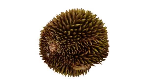 Rendement Réaliste Fruit Durian Mûr Ouvert Sur Fond Blanc Vidéo — Video