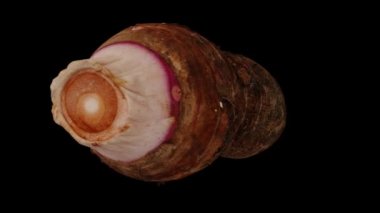 Siyah zemin üzerinde dönen bir Taro (Gabi) kökünün gerçekçi canlandırması. Video sorunsuz bir şekilde döngüye giriyor ve üç boyutlu nesne gerçek bir kökten taranıyor (korm).