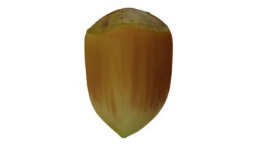 Beyaz arka planda dönen taze fındıklı (Cobnut) gerçekçi bir canlandırma. Video pürüzsüz bir şekilde döngü halindedir ve üç boyutlu nesne gerçek bir fındıktan taranır.).