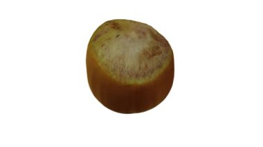 Beyaz arka planda yuvarlanan taze fındıklı (Cobnut) gerçekçi bir sunum. Video pürüzsüz bir şekilde döngü halindedir ve üç boyutlu nesne gerçek bir fındıktan taranır.).