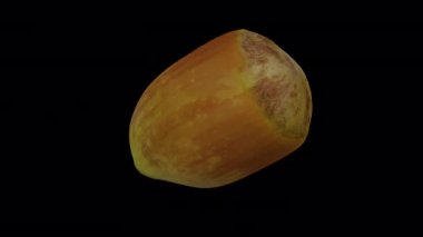 Şeffaf arkaplanda (alfa kanalı ile) dönen bir Fındık (Cobnut) gerçekçi yorumlaması. Video pürüzsüz bir şekilde döngü halindedir ve üç boyutlu nesne gerçek bir fındıktan taranır.).