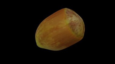 Siyah arkaplanda dönen taze fındık (Cobnut) gerçekçi bir canlandırma. Video pürüzsüz bir şekilde döngü halindedir ve üç boyutlu nesne gerçek bir fındıktan taranır.).