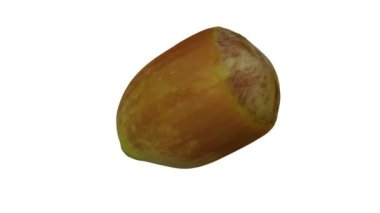 Beyaz arkaplanda dönen taze fındıklı (Cobnut) gerçekçi bir canlandırma. Video pürüzsüz bir şekilde döngü halindedir ve üç boyutlu nesne gerçek bir fındıktan taranır.).