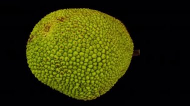 Şeffaf arkaplan üzerinde dönen bir Jackfruit 'in gerçekçi canlandırması (alfa kanalı ile). Video kusursuz bir şekilde döngüye giriyor ve üç boyutlu nesne gerçek bir Jackfruit 'den taranıyor..