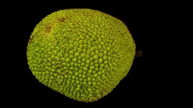 Siyah arka planda dönen bir Jackfruit 'in gerçekçi canlandırması. Video kusursuz bir şekilde döngüye giriyor ve üç boyutlu nesne gerçek bir Jackfruit 'den taranıyor..