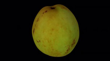 Şeffaf arka planda (alfa kanalı ile) dönen bir Jujube meyvesinin (Şekerkamışı çeşitliliği) gerçekçi yorumlanması. Video pürüzsüz bir şekilde döngüye giriyor ve üç boyutlu nesne gerçek bir jube tarafından taranıyor..