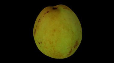 Siyah zemin üzerinde dönen bir Jujube meyvesinin (Şekerkamışı çeşitliliği) gerçekçi canlandırması. Video pürüzsüz bir şekilde döngüye giriyor ve üç boyutlu nesne gerçek bir jube tarafından taranıyor..