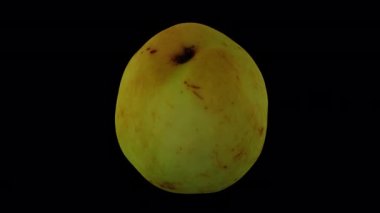 Şeffaf arka planda (alfa kanalı ile) yuvarlanan bir Jujube meyvesinin (Şekerkamışı çeşitliliği) gerçekçi yorumlanması. Video pürüzsüz bir şekilde döngüye giriyor ve üç boyutlu nesne gerçek bir jube tarafından taranıyor..