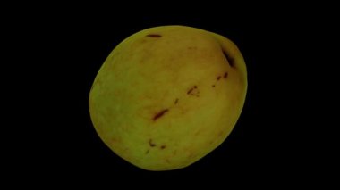 Siyah zemin üzerinde dönen bir Jujube meyvesinin (Şekerkamışı çeşitliliği) gerçekçi canlandırması. Video pürüzsüz bir şekilde döngüye giriyor ve üç boyutlu nesne gerçek bir jube tarafından taranıyor..