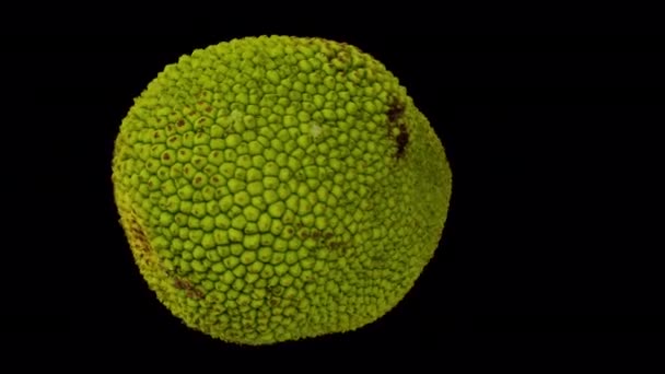 Renderizado Realista Una Jackfruit Giratoria Sobre Fondo Transparente Con Canal — Vídeo de stock